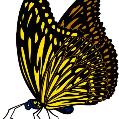 es3butterfly01clr Thumbnail