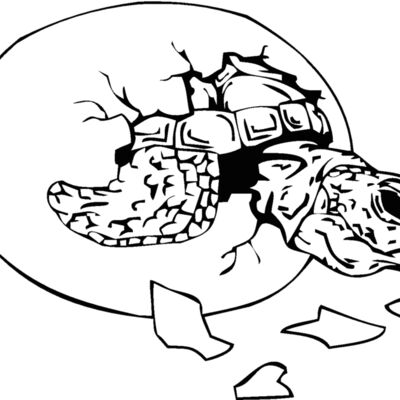 hatchingturtle Thumbnail