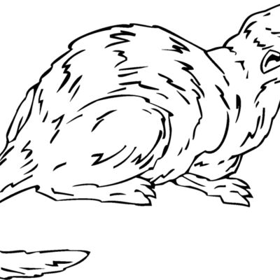 weasel Thumbnail