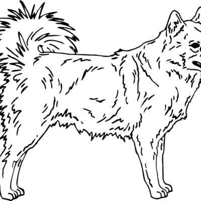 finnish spitz Thumbnail