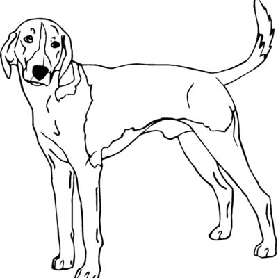 american foxhound Thumbnail